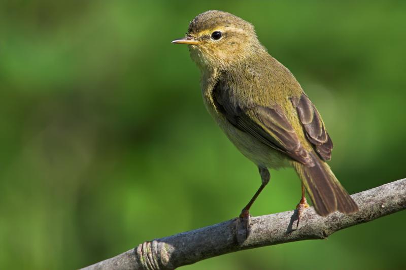 Does that chiffchaff sound chirpier to you? Ornithologists say the homebound are just noticing the sounds of birds more. Does that chiffchaff sound chirpier to you? Ornithologists say the homebound are just noticing the sounds of birds more.