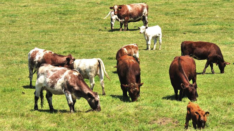 Researchers say there's plenty the beef industry can do to use less land and water and emit fewer greenhouse gas emissions. But producers may need to charge a premium to make those changes. Researchers say there's plenty the beef industry can do to use less land and water and emit fewer greenhouse gas emissions. But producers may need to charge a premium to make those changes.
