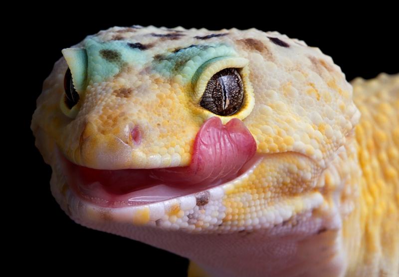 Reptiles like leopard geckos can bring Salmonella along with them. Reptiles like leopard geckos can bring Salmonella along with them.