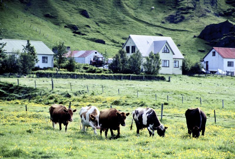 Every drop of milk in the skyr made in Iceland comes from Icelandic cattle, the country's only breed. Every drop of milk in the skyr made in Iceland comes from Icelandic cattle, the country's only breed.