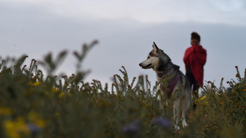 A woman walks with her dog in the Carrizo Plain National Monument near Taft, Calif., in April. A woman walks with her dog in the Carrizo Plain National Monument near Taft, Calif., in April.