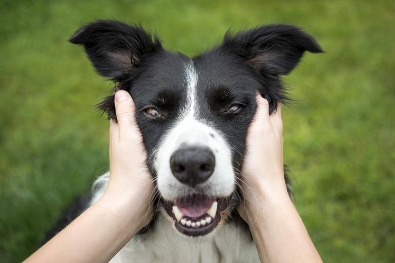 If you get to look at dogs and hug them every day, you just might live longer than people who don't have to clean animal hair off their clothes, according to a pair of studies out this month. If you get to look at dogs and hug them every day, you just might live longer than people who don't have to clean animal hair off their clothes, according to a pair of studies out this month.