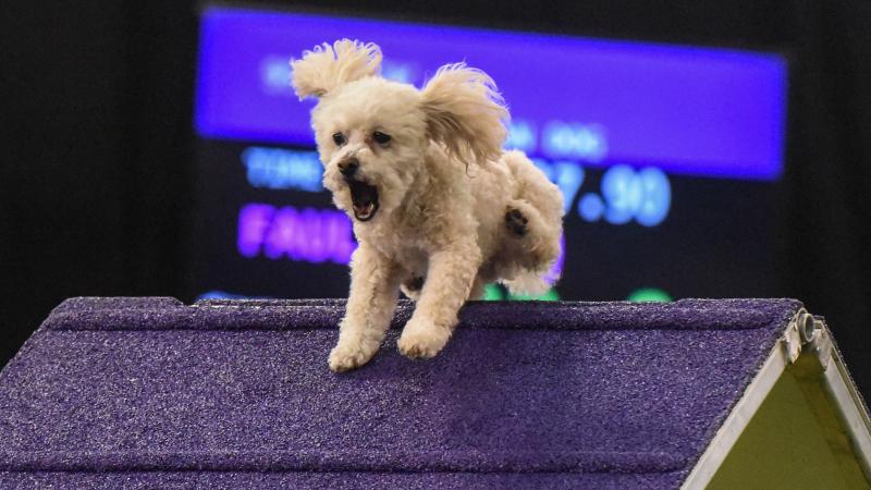 A dog leaps into the Masters Agility Championship in New York City. A dog leaps into the Masters Agility Championship in New York City.