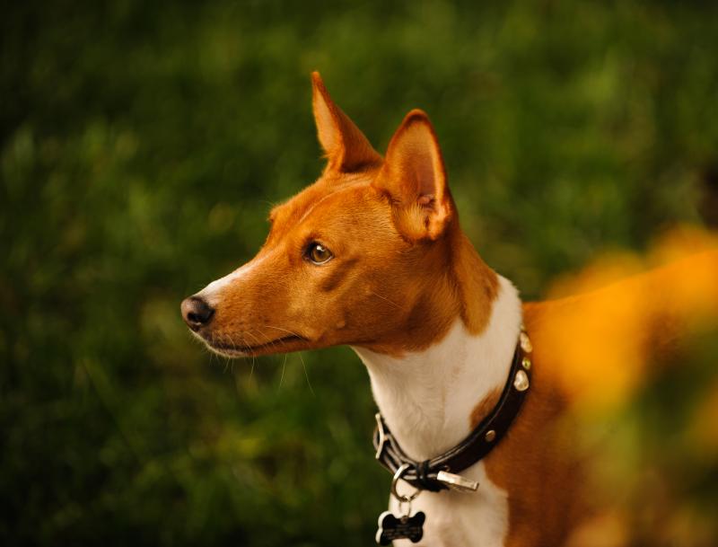 One of the most famous African dog breeds, the basenji is closely related to street dogs found throughout West Africa. One of the most famous African dog breeds, the basenji is closely related to street dogs found throughout West Africa.