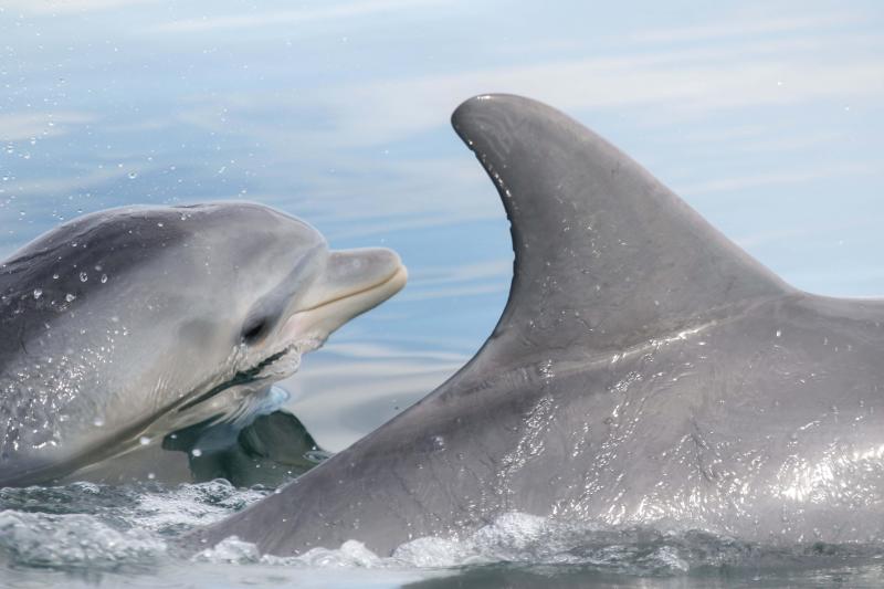 New research shows that dolphins can learn foraging behavior from other dolphins. New research shows that dolphins can learn foraging behavior from other dolphins.