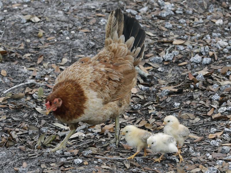 A chicken looks for food with her chicks June 3, 2020, in Tampa, Fla. The Centers for Disease Control and Prevention is warning people to refrain from snuggling with backyard poultry, citing concerns about spreading salmonella. A chicken looks for food with her chicks June 3, 2020, in Tampa, Fla. The Centers for Disease Control and Prevention is warning people to refrain from snuggling with backyard poultry, citing concerns about spreading salmonella.