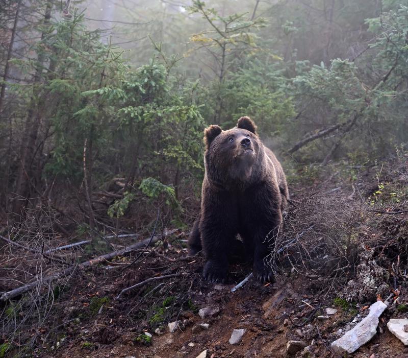 A brown bear in its natural habitat. Wildlife ecologists in Minnesota found that black bears in their study experienced an increase in heart rate when buzzed by drones. A brown bear in its natural habitat. Wildlife ecologists in Minnesota found that black bears in their study experienced an increase in heart rate when buzzed by drones.