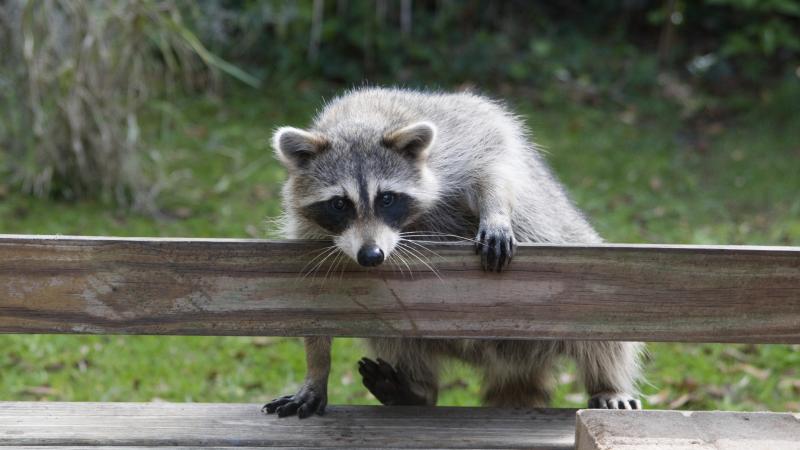 Does this little guy look familiar? Clean up his feces in your yard to avoid infection from his parasites. Does this little guy look familiar? Clean up his feces in your yard to avoid infection from his parasites.