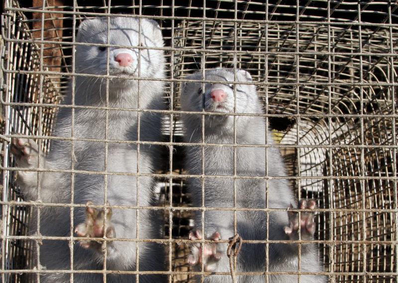 Minks at a mink farm. Minks at a mink farm.