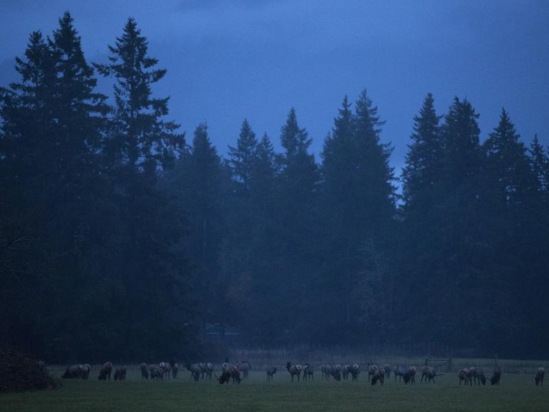 Elk graze in Skagit Valley, an area north of Seattle, Wash., populated for centuries by Native Americans and, more recently, by farmers. Elk graze in Skagit Valley, an area north of Seattle, Wash., populated for centuries by Native Americans and, more recently, by farmers.