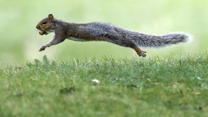 A woman who boarded her Frontier flight with an emotional support squirrel (not this one) was escorted off the plane on Tuesday. A woman who boarded her Frontier flight with an emotional support squirrel (not this one) was escorted off the plane on Tuesday.