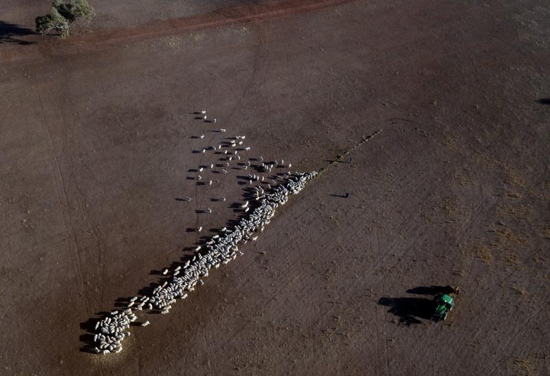 Cattle on a dry paddock in the drought-hit area of Quirindi in New South Wales. Cattle on a dry paddock in the drought-hit area of Quirindi in New South Wales.