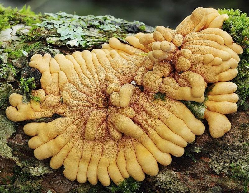 Photographer Taylor Lockwood found the rare mushroom Hypocreopsis rhododendri growing in the United States, a discovery that delighted scientists and mushroom devotees. Photographer Taylor Lockwood found the rare mushroom Hypocreopsis rhododendri growing in the United States, a discovery that delighted scientists and mushroom devotees.