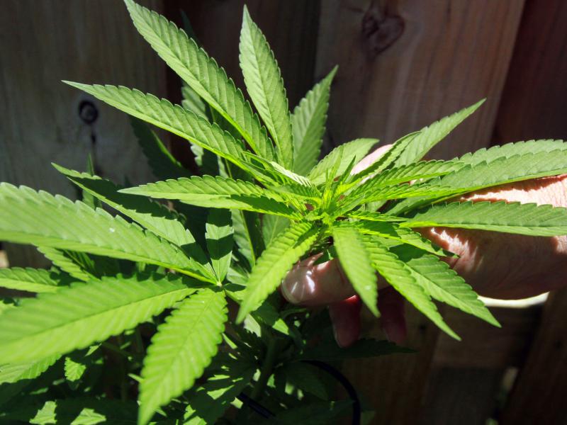 One of three marijuana plants growing in the backyard of a 65-year-old retiree from Pompano Beach, Fla. He grows and smokes his own "happy grass" to alleviate pain. One of three marijuana plants growing in the backyard of a 65-year-old retiree from Pompano Beach, Fla. He grows and smokes his own "happy grass" to alleviate pain.