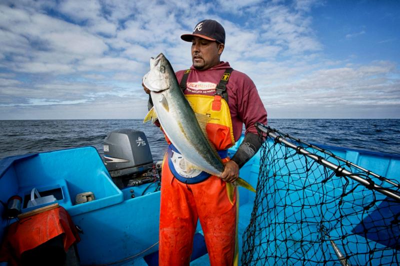 A traditional fisherman in La Paz, Mexico, who works with SmartFish brings sustainable seafood to market. SmartFish was one of the competitors in last week's Fish 2.0 competition. A traditional fisherman in La Paz, Mexico, who works with SmartFish brings sustainable seafood to market. SmartFish was one of the competitors in last week's Fish 2.0 competition.