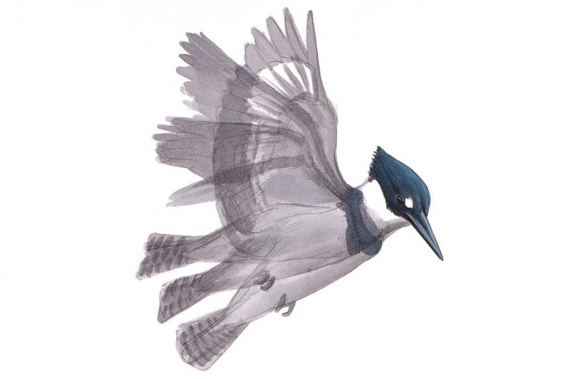 David Sibley's new book, What It's Like To Be a Bird, features illustrations paired with essays about what birds are up to, and why. Here is a Belted Kingfisher. David Sibley's new book, What It's Like To Be a Bird, features illustrations paired with essays about what birds are up to, and why. Here is a Belted Kingfisher.