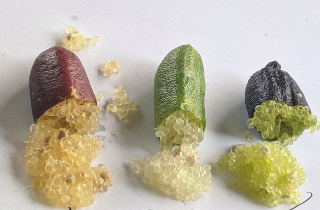 Australian fingerlimes, related to citrus are gaining popularity as an exotic fruit. Australian fingerlimes, related to citrus are gaining popularity as an exotic fruit.