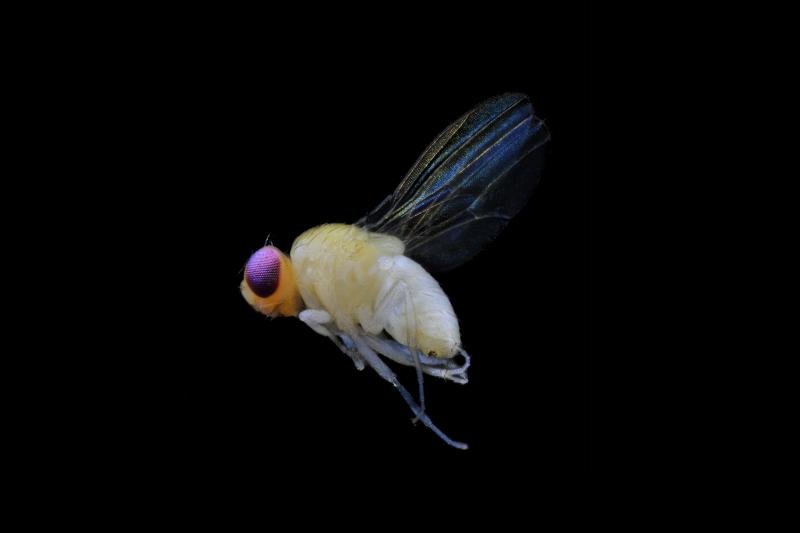 Welcome to America! Before it was spotted in Los Angeles, the fruit fly species Drosophila gentica had been seen only in El Salvador back in 1954. Welcome to America! Before it was spotted in Los Angeles, the fruit fly species Drosophila gentica had been seen only in El Salvador back in 1954.