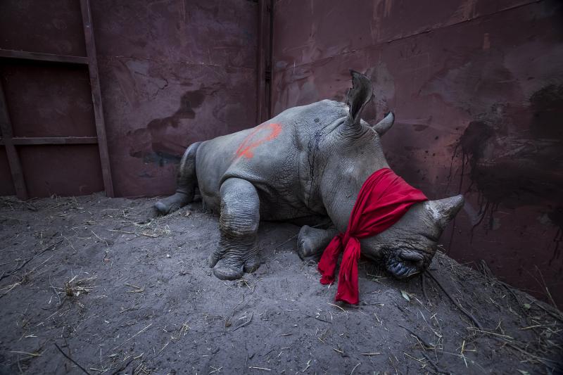 A young white rhino, drugged and blindfolded, is about to be released into the Okavango Delta in Botswana. It was relocated from South Africa to protect it from poachers. A young white rhino, drugged and blindfolded, is about to be released into the Okavango Delta in Botswana. It was relocated from South Africa to protect it from poachers.