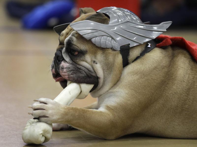 An FDA report warns dog owners of the dangers of "bone treats," which are often cooked or dried and made with flavoring and preservatives. An FDA report warns dog owners of the dangers of "bone treats," which are often cooked or dried and made with flavoring and preservatives.