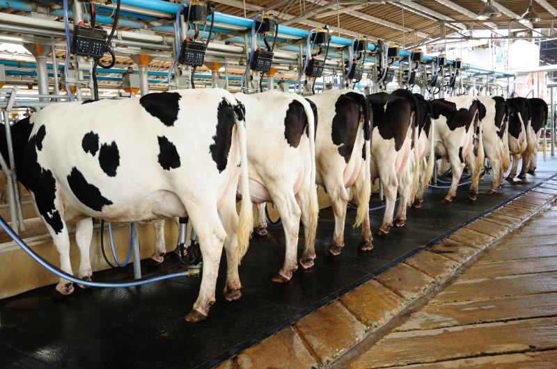 FDA tests have turned up residues suggesting a few dairy farmers are illegally using antibiotics. FDA tests have turned up residues suggesting a few dairy farmers are illegally using antibiotics.