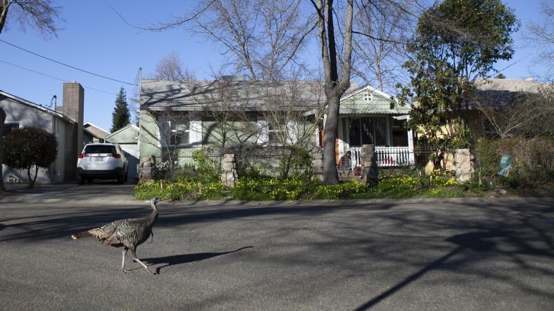Sacramento's Elmhurst neighborhood is comprised of mostly single-family homes. The City Council has voted on a draft plan to allow fourplexes in all residential areas. Sacramento's Elmhurst neighborhood is comprised of mostly single-family homes. The City Council has voted on a draft plan to allow fourplexes in all residential areas.