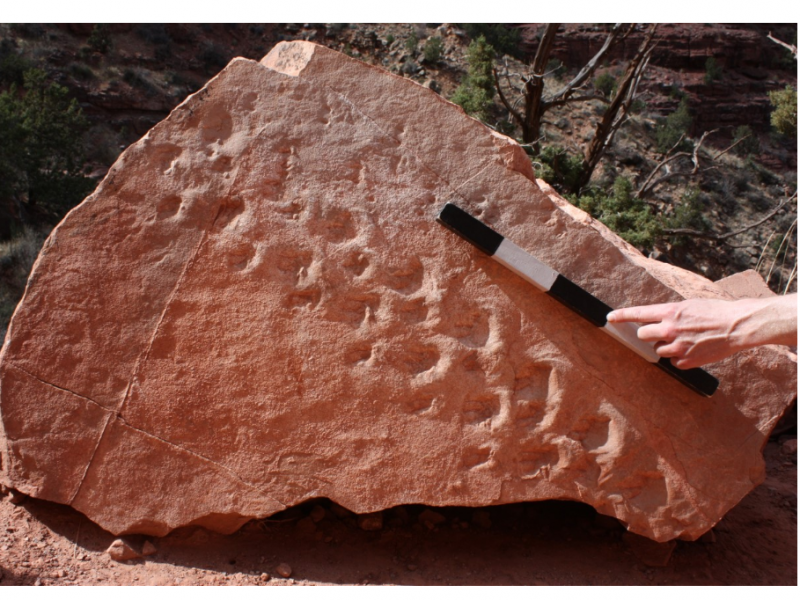 The two sets of footprints "are among the oldest tracks on Earth of shelled-egg-laying animals, such as reptiles, and the earliest evidence of vertebrate animals walking in sand dunes," paleontologist Stephen Rowland said. The two sets of footprints "are among the oldest tracks on Earth of shelled-egg-laying animals, such as reptiles, and the earliest evidence of vertebrate animals walking in sand dunes," paleontologist Stephen Rowland said.