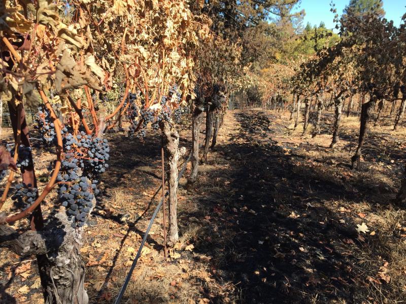 Forty percent of Segassia Vineyard's vines were damaged after wildfires raged through Napa Valley in 2017. Forty percent of Segassia Vineyard's vines were damaged after wildfires raged through Napa Valley in 2017.