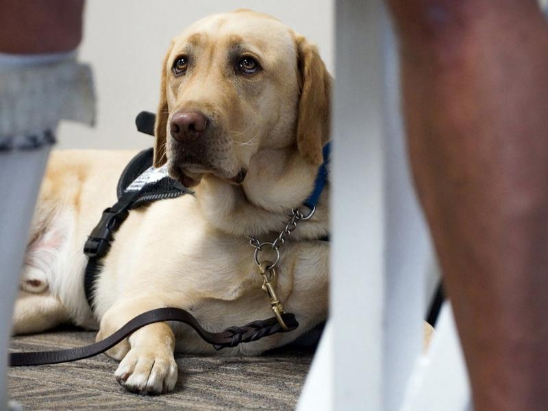 The number of pets on planes has become a hot-button issue of late as emotional support animals have become more common than ever. The number of pets on planes has become a hot-button issue of late as emotional support animals have become more common than ever.