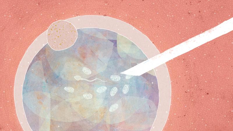 Along with sperm, the in vitro procedure adds fresh mitochondria extracted from less mature cells in the same woman's ovaries. The hope is to revitalize older eggs with these extra "batteries." But the FDA still wants proof that the technique works and is Along with sperm, the in vitro procedure adds fresh mitochondria extracted from less mature cells in the same woman's ovaries. The hope is to revitalize older eggs with these extra "batteries." But the FDA still wants proof that the technique works and is
