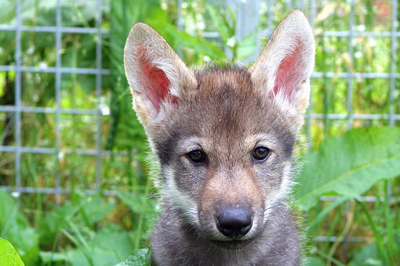 Scientists put several litters of wolf puppies through a standard battery of tests. Many pups, such as this one named Flea, wouldn't fetch a ball. But then something surprising happened. Scientists put several litters of wolf puppies through a standard battery of tests. Many pups, such as this one named Flea, wouldn't fetch a ball. But then something surprising happened.