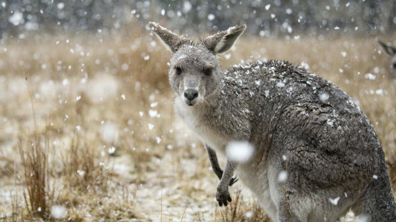 The first episode of the BBC America docuseries Seven Worlds, One Planet, which premieres Jan. 18, focuses on the wildlife of Australia. The first episode of the BBC America docuseries Seven Worlds, One Planet, which premieres Jan. 18, focuses on the wildlife of Australia.