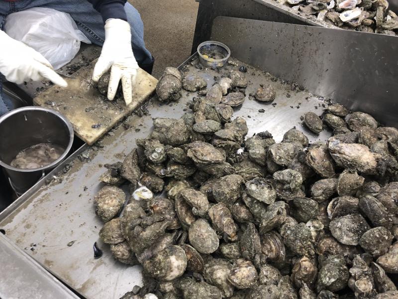 The shucking house at Bon Secour Fisheries in Alabama has just three shuckers working this year because of a lack of oysters. The shucking house at Bon Secour Fisheries in Alabama has just three shuckers working this year because of a lack of oysters.
