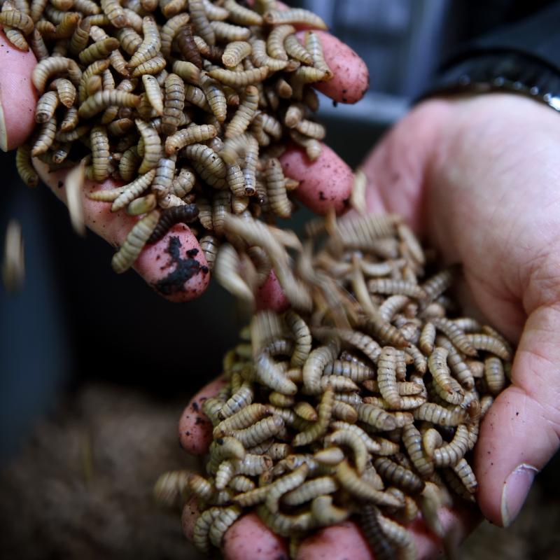 Black soldier fly larvae will be one of the animal protein alternatives found in Nestle's line of 'eco-friendly' dog and cat foods. Black soldier fly larvae will be one of the animal protein alternatives found in Nestle's line of 'eco-friendly' dog and cat foods.