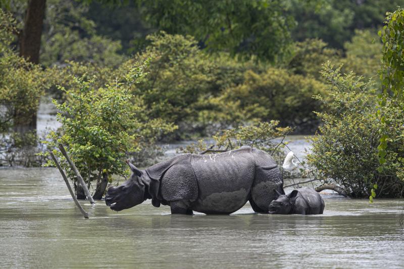 A one-horned rhinoceros and a calf wade through flood water at the Pobitora Wildlife Sanctuary in Assam, India, Thursday. Floods and landslides triggered by heavy monsoon rains have killed dozens of people in this northeastern region. The floods also inun A one-horned rhinoceros and a calf wade through flood water at the Pobitora Wildlife Sanctuary in Assam, India, Thursday. Floods and landslides triggered by heavy monsoon rains have killed dozens of people in this northeastern region. The floods also inun