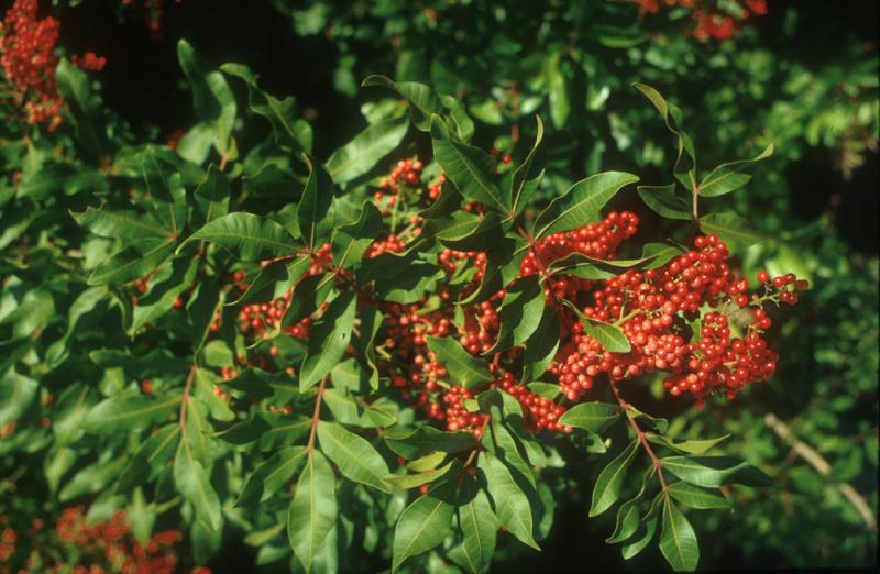 Brazilian peppertree, Schinus terebinthifolia, is a relative of poison ivy. It is one of the most damaging invasive weeds of agricultural and natural areas of Florida, Hawaii and Texas. Brazilian peppertree, Schinus terebinthifolia, is a relative of poison ivy. It is one of the most damaging invasive weeds of agricultural and natural areas of Florida, Hawaii and Texas.