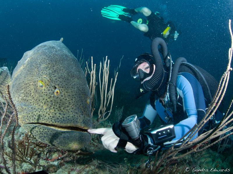 Because of their size, goliath groupers are nearly fearless and easy prey for fishermen and divers with spearguns. Because of their size, goliath groupers are nearly fearless and easy prey for fishermen and divers with spearguns.