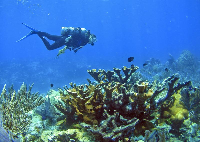 Diver swimming over Elkhorn Coral in the Florida Keys. Elevated nutrients as well as elevated temperatures are causing a massive loss of this iconic branching species in Florida. Diver swimming over Elkhorn Coral in the Florida Keys. Elevated nutrients as well as elevated temperatures are causing a massive loss of this iconic branching species in Florida.