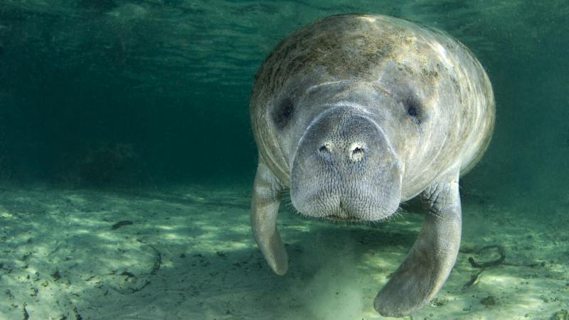 A manatee swims underwater in the springs of Crystal River, Fla. — home to a group of residents who have sued the U.S. Fish and Wildlife Service, demanding that the agency consider removing the animals from the endangered species list. A manatee swims underwater in the springs of Crystal River, Fla. — home to a group of residents who have sued the U.S. Fish and Wildlife Service, demanding that the agency consider removing the animals from the endangered species list.