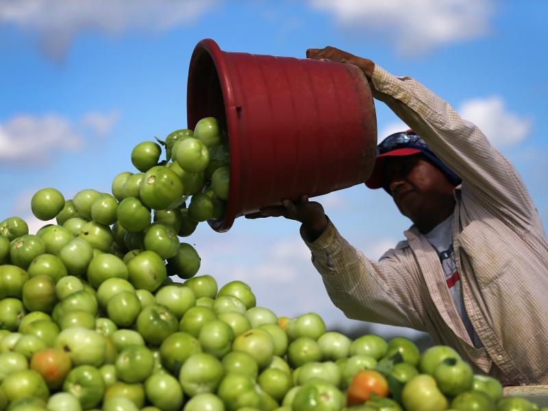 A worker dumps a bucket of tomatoes into a trailer at DiMare Farms in Florida City, Fla., in 2013. The Trump administration is preparing to level a new tariff on fresh tomatoes imported from Mexico in response to complaints from Florida growers. A worker dumps a bucket of tomatoes into a trailer at DiMare Farms in Florida City, Fla., in 2013. The Trump administration is preparing to level a new tariff on fresh tomatoes imported from Mexico in response to complaints from Florida growers.