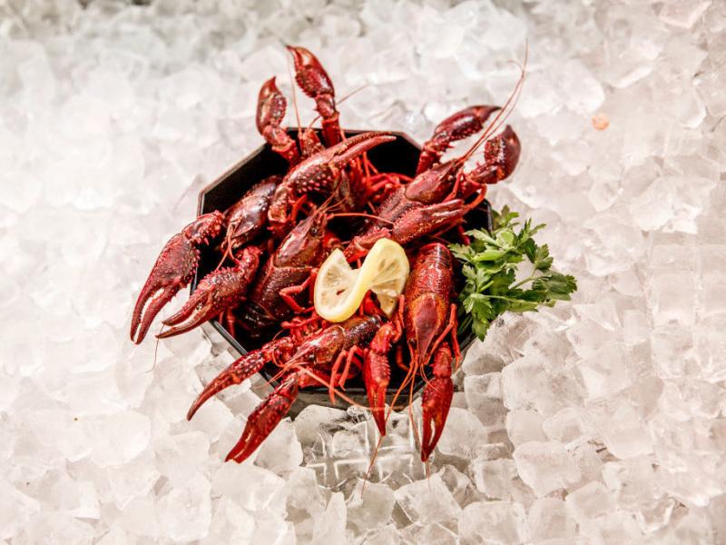 Louisiana crawfish caught in waters in and around Berlin are on display at Fisch Frank fish restaurant in Berlin. They are an invasive species and authorities recently licensed a local fisherman to catch them and sell them to local restaurants. Louisiana crawfish caught in waters in and around Berlin are on display at Fisch Frank fish restaurant in Berlin. They are an invasive species and authorities recently licensed a local fisherman to catch them and sell them to local restaurants.