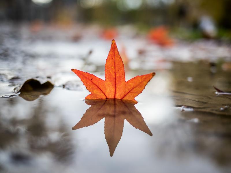 A fallen leaf reflects in a puddle in a park. A fallen leaf reflects in a puddle in a park.