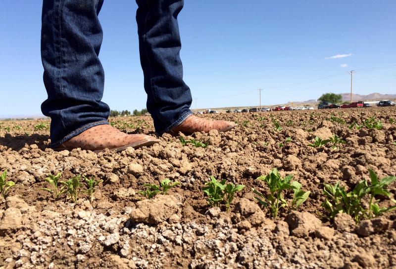 Salt appears in white clumps in a newly sprouted chile field in Garfield, N.M. Salt appears in white clumps in a newly sprouted chile field in Garfield, N.M.