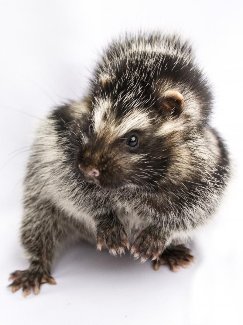The African crested rat is the only mammal known to sequester lethal plant toxins. The African crested rat is the only mammal known to sequester lethal plant toxins.