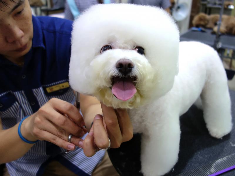 Tang Xiong Xiong, a Bichon Frise, came into the salon as a ball of fluff and emerged with her head shaped like a square. "She's getting used to it," says her owner. Tang Xiong Xiong, a Bichon Frise, came into the salon as a ball of fluff and emerged with her head shaped like a square. "She's getting used to it," says her owner.