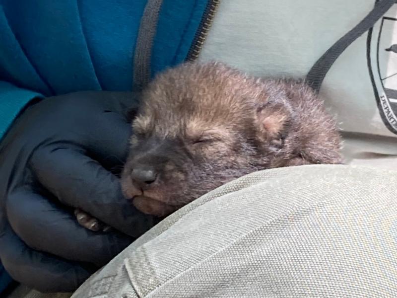 Red wolves have been on the brink of extinction since the 1970s. The new six-pup litter gives conservationists a sense of hope for the future of the species. Red wolves have been on the brink of extinction since the 1970s. The new six-pup litter gives conservationists a sense of hope for the future of the species.