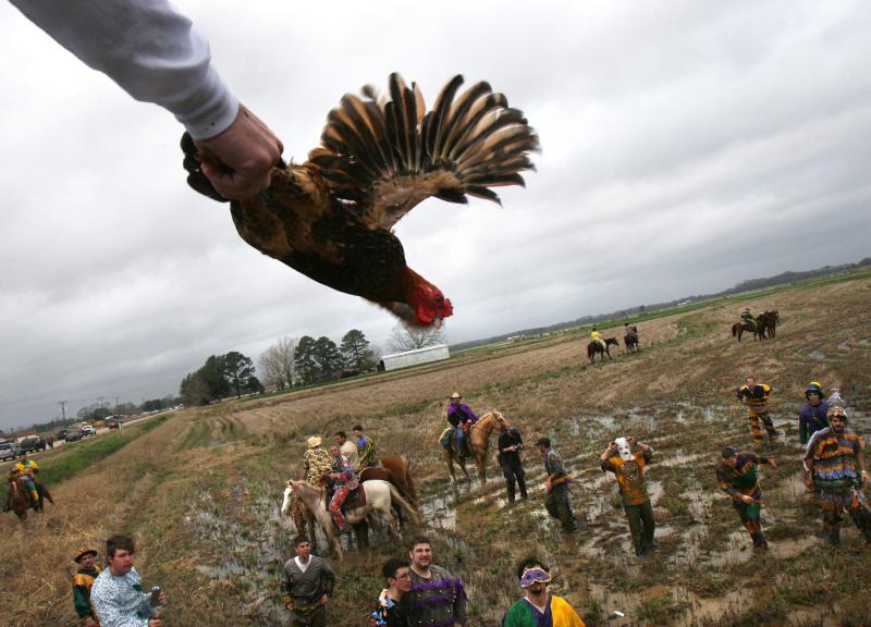 The annual Courir de Mardi Gras in Mamou, La., in February 2008. In the Cajun country tradition, revelers go house to house, collecting ingredients for gumbo from local families. Here, the host tosses a live chicken from a rooftop for the participants to The annual Courir de Mardi Gras in Mamou, La., in February 2008. In the Cajun country tradition, revelers go house to house, collecting ingredients for gumbo from local families. Here, the host tosses a live chicken from a rooftop for the participants to