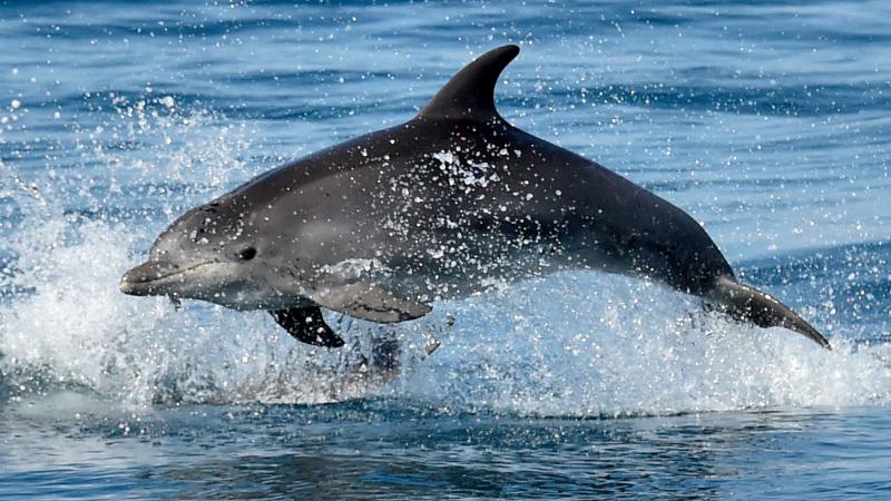 A dolphin's sense of echolocation allows it to coordinate efforts to hunt prey, see "through" other creatures and form three-dimensional shapes using sound. A dolphin's sense of echolocation allows it to coordinate efforts to hunt prey, see "through" other creatures and form three-dimensional shapes using sound.