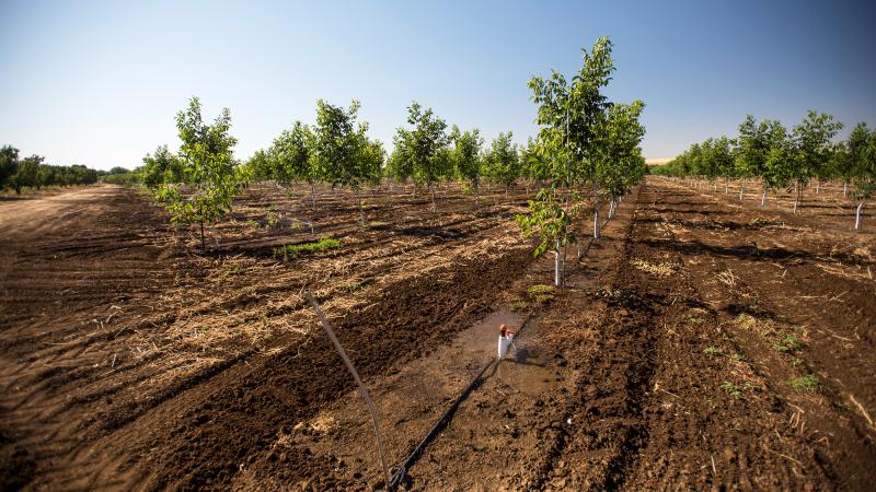 Walnut trees at a farm in Byron, Calif. An analysis of nearly 90 studies finds warming temperatures may alter where key crops grow across the state, which provides around two-thirds of America's produce. Walnut trees at a farm in Byron, Calif. An analysis of nearly 90 studies finds warming temperatures may alter where key crops grow across the state, which provides around two-thirds of America's produce.