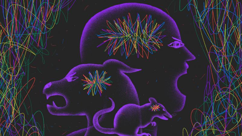 People get angry. But what about animals? Scientists find similarities in animal and human behavior and biology. People get angry. But what about animals? Scientists find similarities in animal and human behavior and biology.